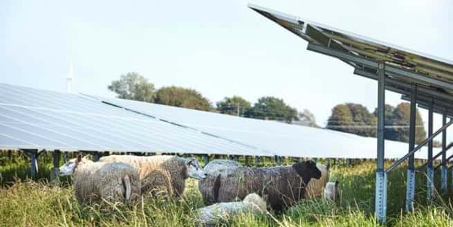 Bilden visar en grupp får som betar gräs under solpaneler i Ramsjöholms solcellspark. Solpanelerna är monterade på höga ställningar vilket möjliggör djurens rörelse och bete under dem. Gräset är frodigt och grönt, och i bakgrunden syns träd och ett vindkraftverk. Djurens närvaro visar hur solparken kombinerar elproduktion med naturvård. Bilden är tagen i dagsljus under klart väder.
