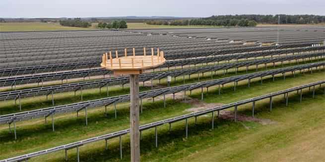 Bilden visar Sparbanken Skånes solcellspark med långa rader av solpaneler i ett öppet landskap. I förgrunden syns ett högt trästolpe med ett konstgjort storkbo monterat längst upp. Boet består av en rund plattform med uppstickande pinnar. Gräset mellan solpanelraderna är välklippt och området är fritt från hinder. Bilden är tagen i mulet väder och visar hur solparken kombinerar energiproduktion med stöd för biologisk mångfald